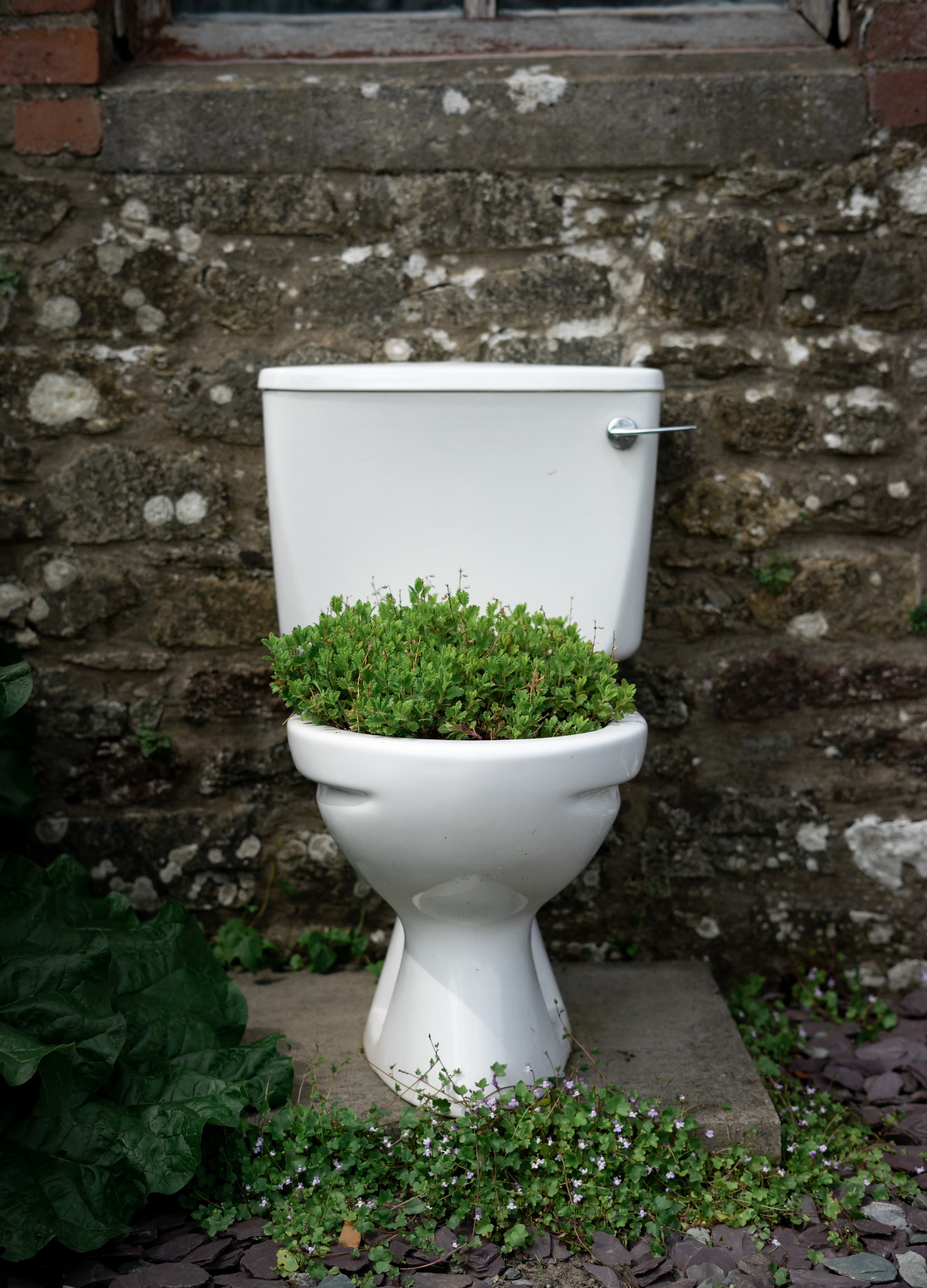 Toilet with plants growing out of it